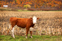 Wandering Cow