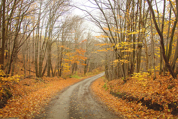 Autumn Road