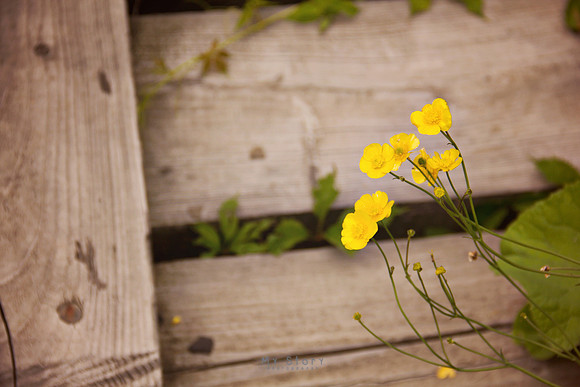 Wildflower