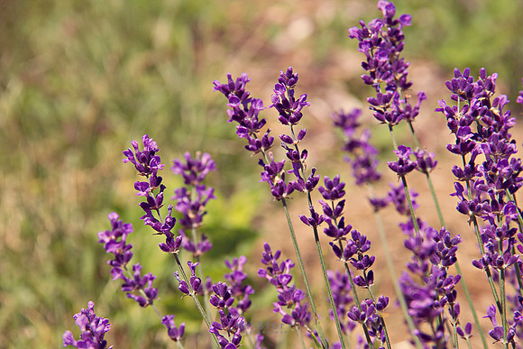 Purple Lavendar
