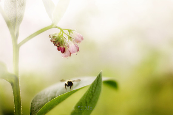 Little Bee
