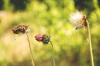 Stone River Thistle