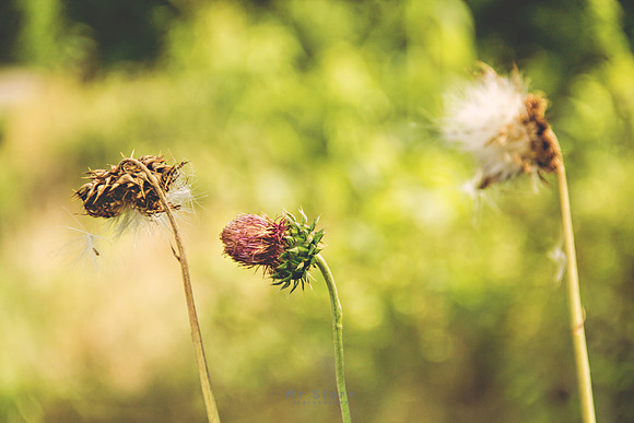Stone River Thistle