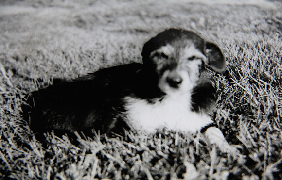 Dixie the Dog