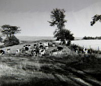 Cows