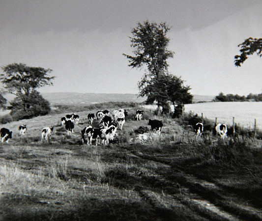 Cows
